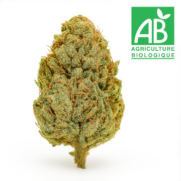 Fleurs de CBD Sour Hawaiian Haze 100% Bio